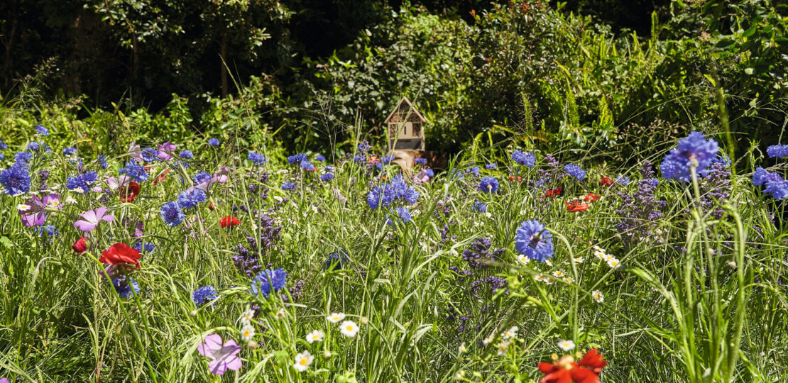 como-crear-un-prado-grado-perfecto-en-tu-jardin-pasos-para-lograr-un-espacio-verde-y-natural-ideal-para-disfrutar