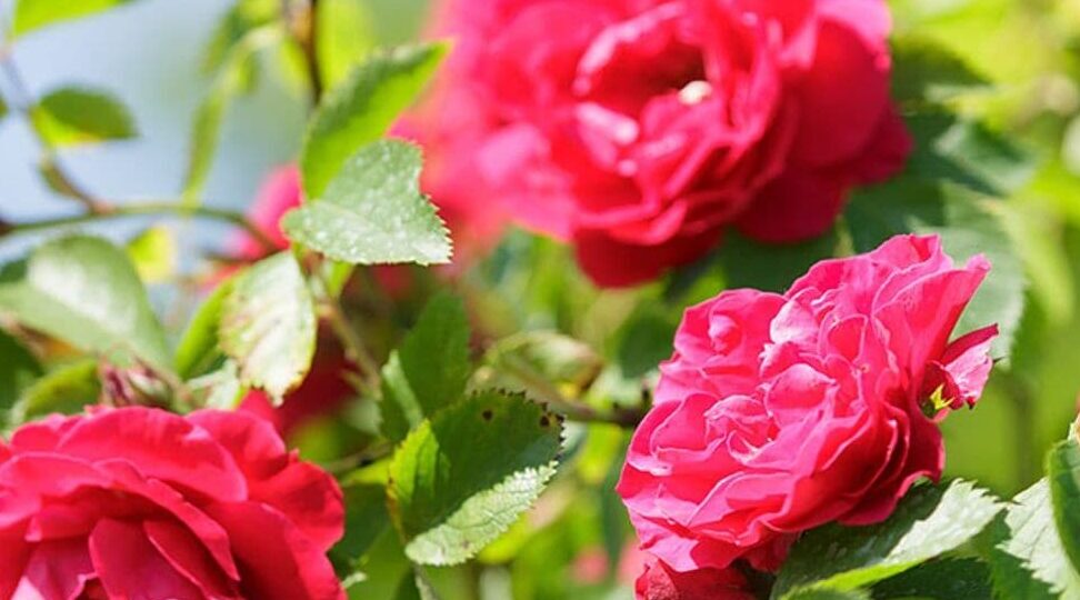 como-cultivar-rosas-en-tu-jardin-pasos-para-cuidar-de-la-rosa-perfecta-en-casa