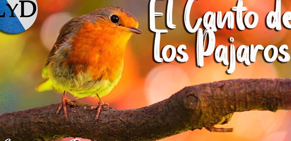 como-identificar-el-canto-de-aves-pasos-para-distinguir-las-diferentes-especies-y-disfrutar-de-la-naturaleza