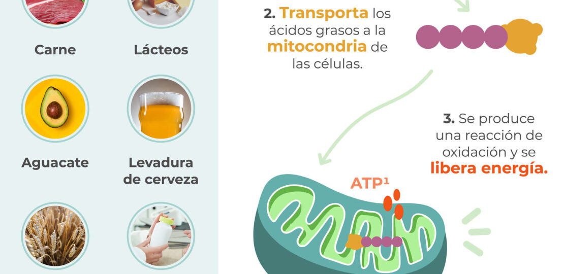 riesgos-de-la-l-carnitina-como-identificarlos-y-que-hacer-al-respecto